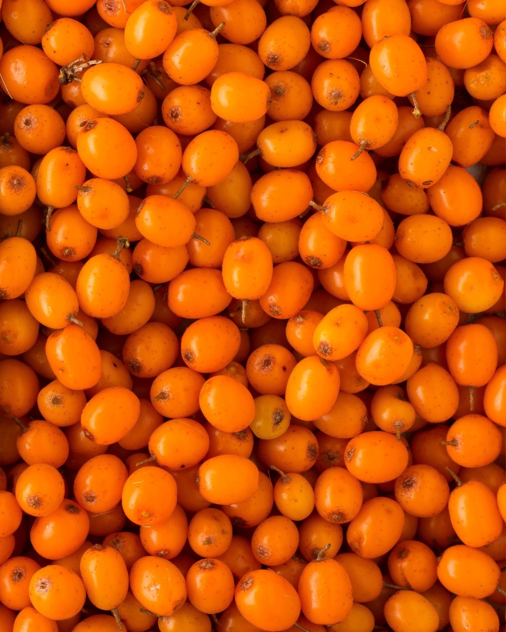 Ulje pasjeg trna je novi hit sastojak za kožu, evo kakve benefite ima