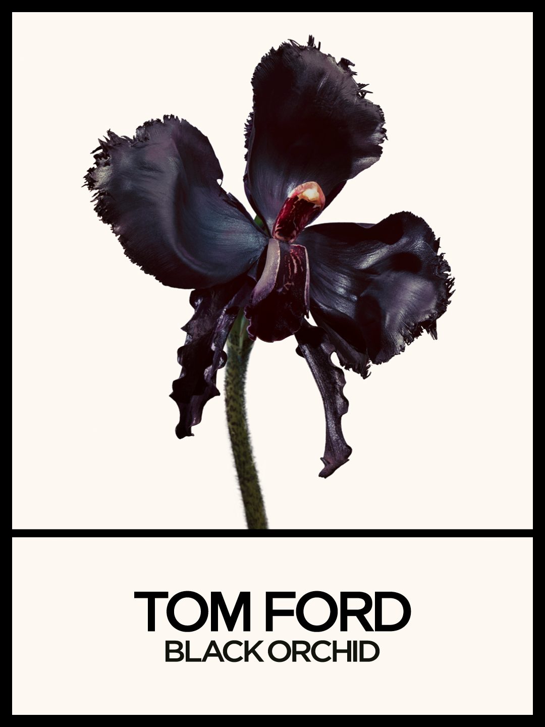 Tilda Swinton u neodoljivoj kampanji za novi Tom Ford parfem Black Orchid Reserve